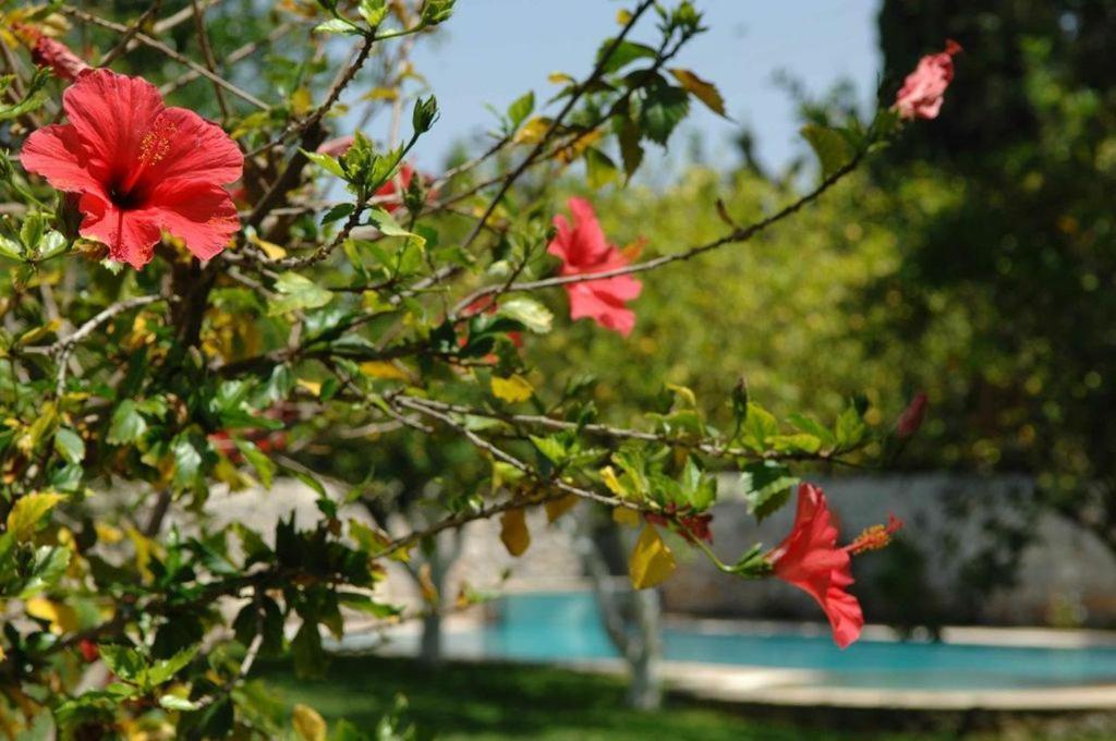 Villa Martha Spetses Town Extérieur photo
